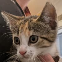 Photo of Clawiflower