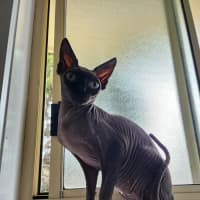 Photo of (Kat) Von D