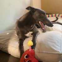 Photo of Meeka, The Loveable Young Rescue Greyhound