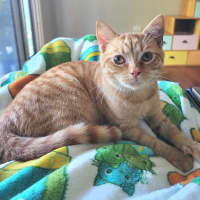 Photo of Peaches