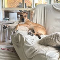 Photo of Maximus   9 Month Old German Shepherd X