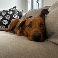 Photo of Tank   9 Month Old Mastiff X