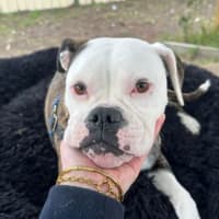 Photo of Bonnie
