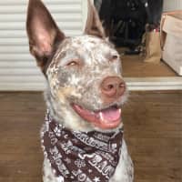 Photo of Willow   5 Year Old Cattle Dog X Kelpie