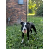 Photo of Roxy *$250 Adoption Fee*