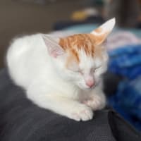 Photo of Bean **2nd Chance Cat Rescue**