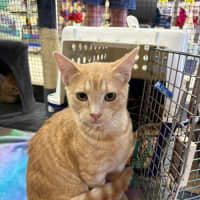 Photo of Atticus