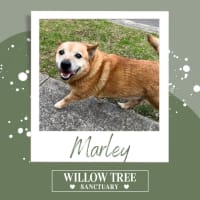 Photo of Marley 