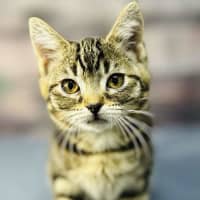 Photo of Mimosa   Located In Preston 