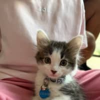 Photo of Chococat