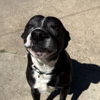 Photo of Toby