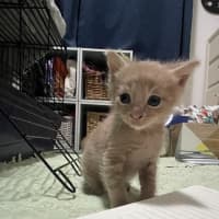 Photo of Hiccup