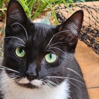 Photo of Maggie