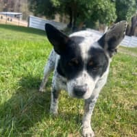 Photo of Bandit