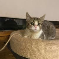 Photo of Pancake