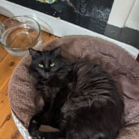Photo of Frankie 