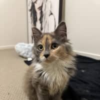 Photo of Hazel