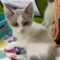 Photo of Snowball