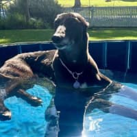 Photo of Sakura, The Greyound