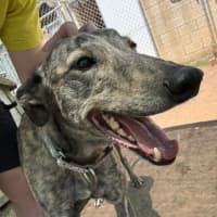 Photo of Bindi