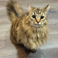 Photo of Missy ** 2nd Chance Cat Rescue **