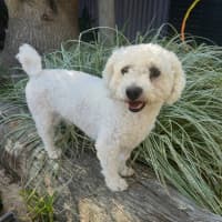 Photo of Marshall   1 Year Old Bichon X Poodle