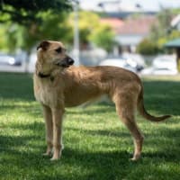 Photo of Rocky Gainsborough