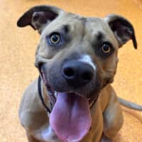 Photo of Bailina Pawsley (Bailey)