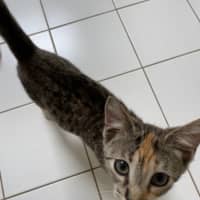 Photo of Hera   Ringworm Special $49