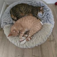 Photo of Ginger & Lily