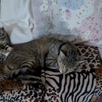 Photo of Misty Tabby