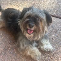 Photo of Bonnie   3 Year Old Shih Tzu