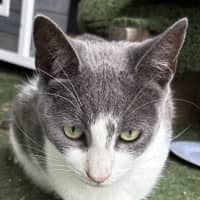 Photo of Willow
