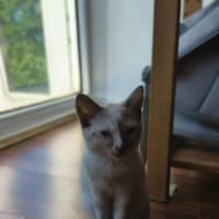 Photo of Tinkerbell