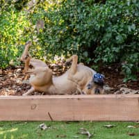 Photo of Chook