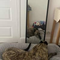 Photo of Alfie, The Greyhound