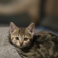 Photo of Blueberry
