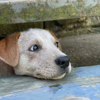 Photo of Tucker