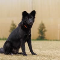 Photo of Shadow   18 Month Old Dingo Hybrid