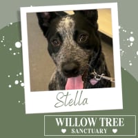 Photo of Stella