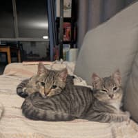 Photo of Artemis