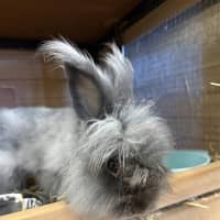 Photo of Hercules