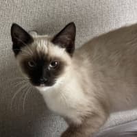Photo of Rabbit