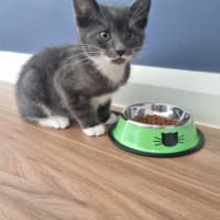 Photo of Louie