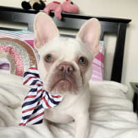 Photo of 🧚‍♀️pixie🧚‍♀️