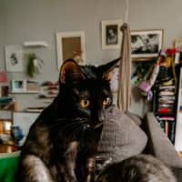 Photo of Ashniko