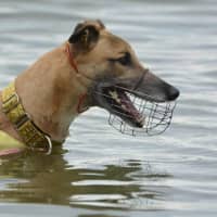 Photo of Sid, The Greyhound