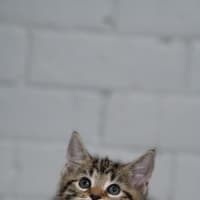 Photo of Parmi