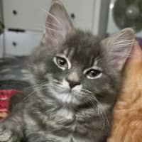 Photo of Lewis Paw Milton