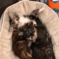 Photo of Astrid & Yogi